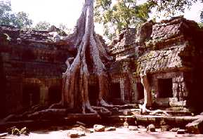 Ta Prohm. Notice the roots above the roof