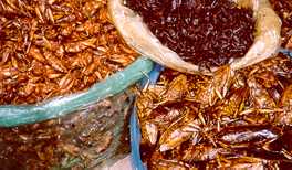 Roasted Insects